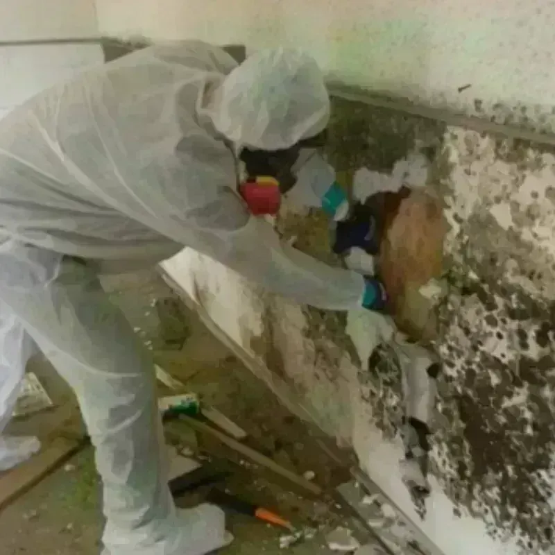 Mold Remediation and Removal in Leesburg, FL